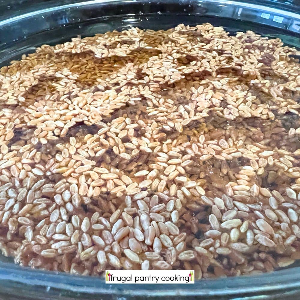 wheat berries soaking in a bowl with water for cooking with wheatberry grains